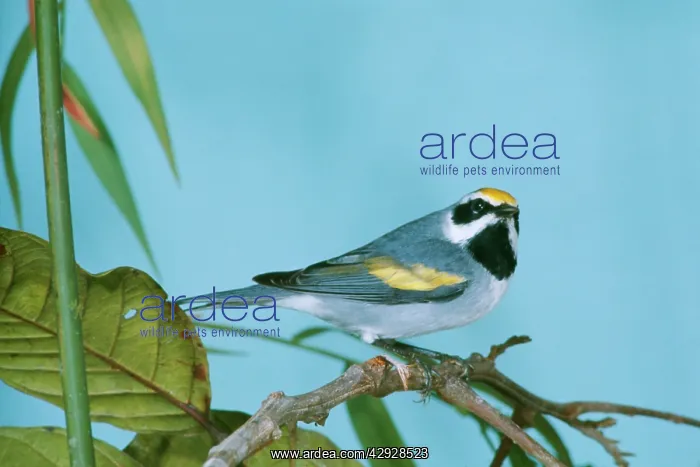 : Golden-Winged WARBLER : Golden-Winged WARBLER