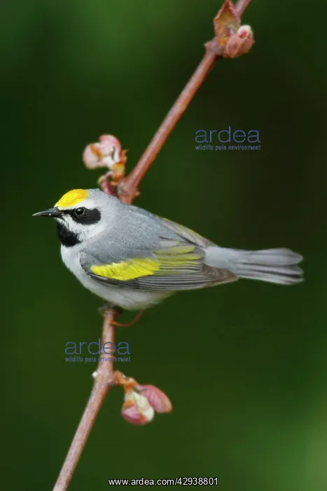: Golden-winged Warbler : Golden-winged Warbler