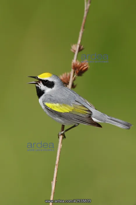 : Golden-winged Warbler : Golden-winged Warbler