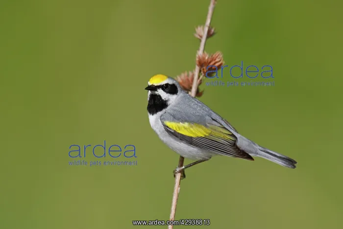 : Golden-winged Warbler : Golden-winged Warbler