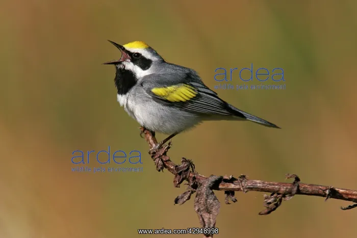 : Golden-winged Warbler : Golden-winged Warbler