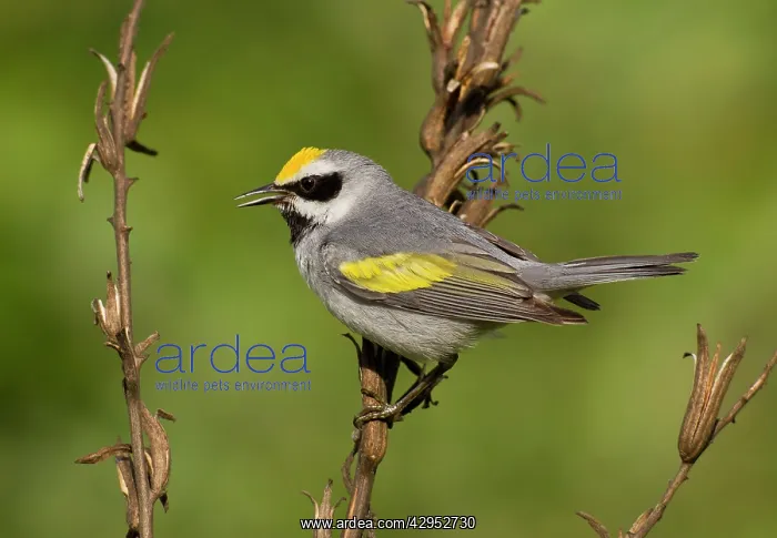 : Golden-winged Warbler : Golden-winged Warbler