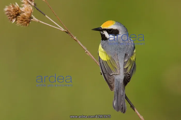 : Golden-winged Warbler : Golden-winged Warbler