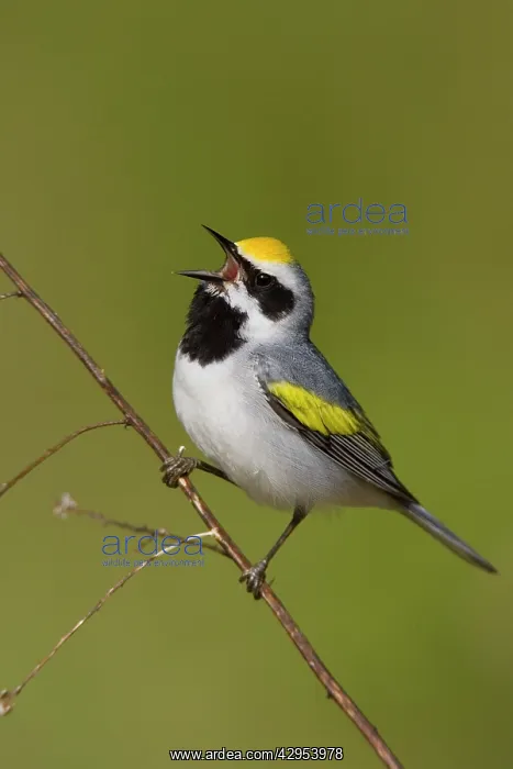 : Golden-winged Warbler : Golden-winged Warbler