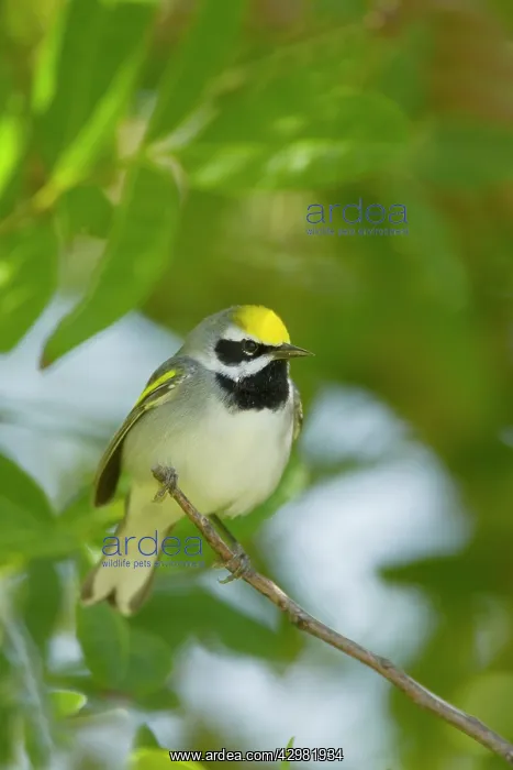 : Golden-winged Warbler : Golden-winged Warbler