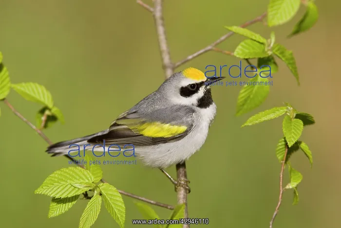 : Golden-winged Warbler - Perched on branch : Golden-winged Warbler - Perched on branch