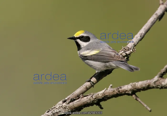 : Golden-winged Warbler - Probably an impure bird : Golden-winged Warbler - Probably an impure bird