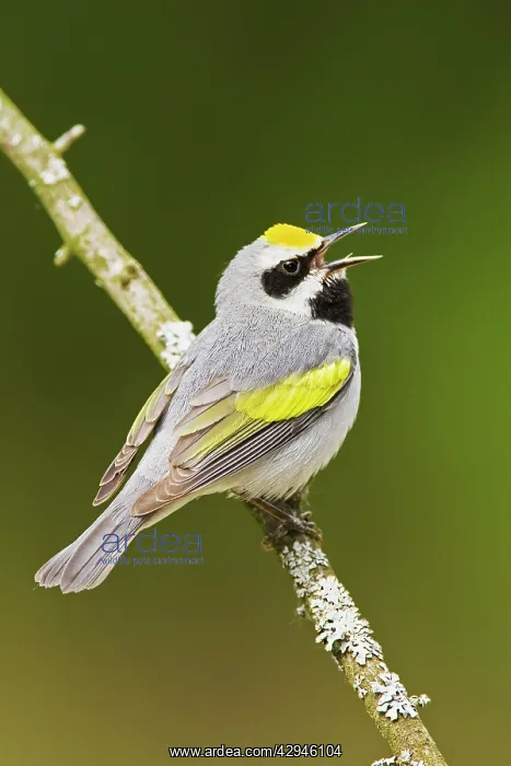 : Golden-winged Warbler - Singing from branch : Golden-winged Warbler - Singing from branch