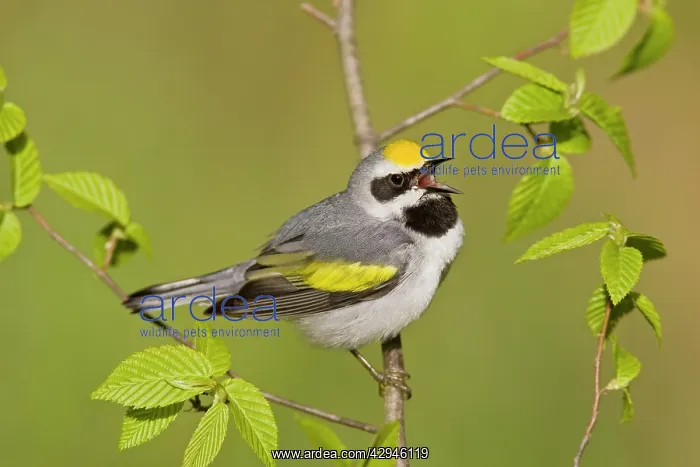 : Golden-winged Warbler - Singing from branch : Golden-winged Warbler - Singing from branch