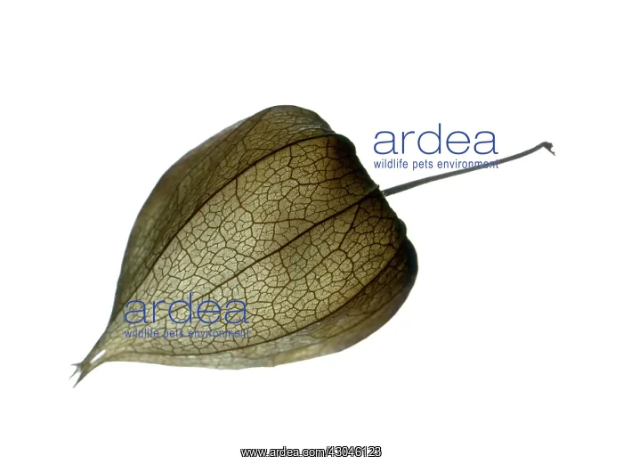 : Goldenberry : Goldenberry