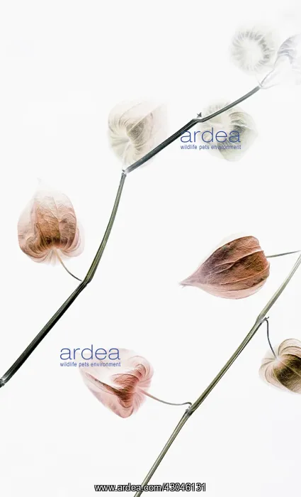 : Goldenberry : Goldenberry