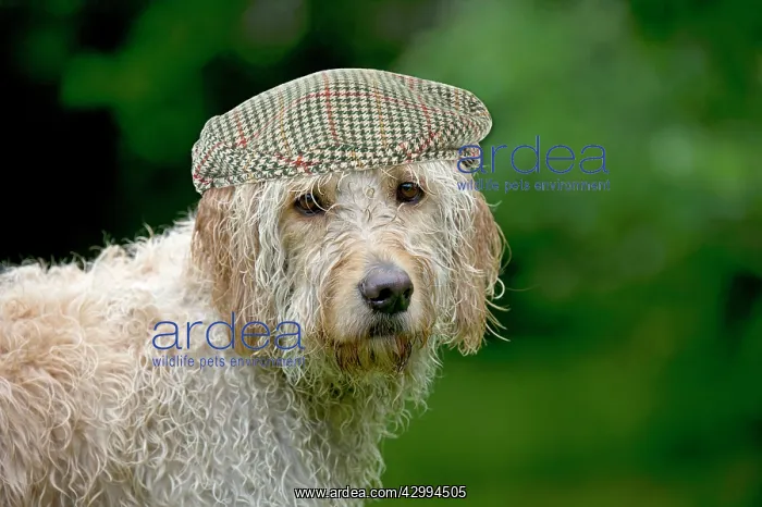 : Goldendoodle Dog, wet, wearing flat cap hat : Goldendoodle Dog, wet, wearing flat cap hat