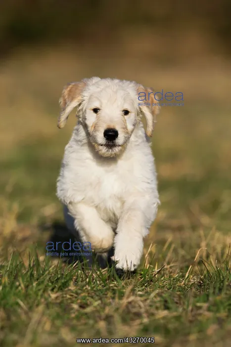 : Goldendoodle running in meadow, puppy, dog crossbreed : Goldendoodle running in meadow, puppy, dog crossbreed