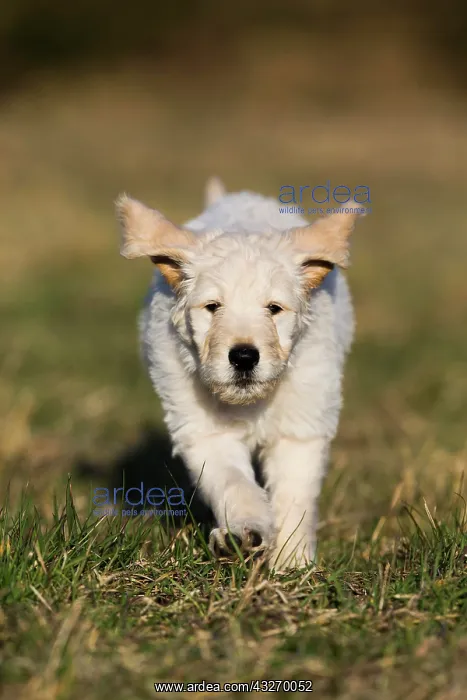 : Goldendoodle running in meadow, puppy, dog crossbreed : Goldendoodle running in meadow, puppy, dog crossbreed