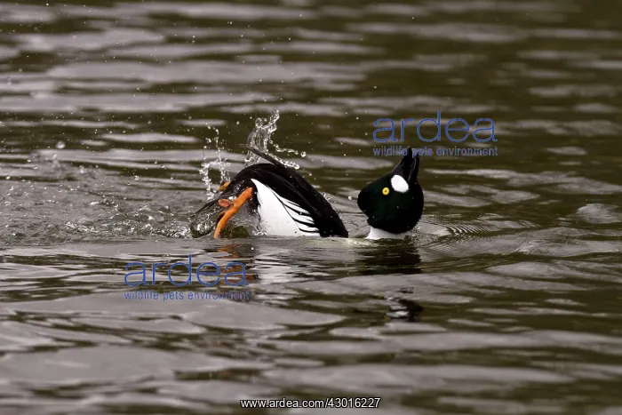  : Goldeneye male courtship display