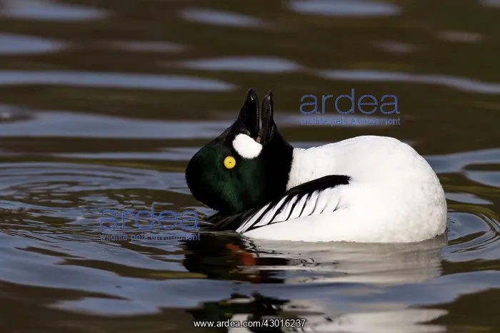  : Goldeneye male courtship display