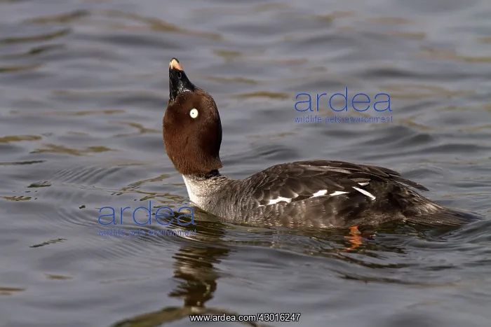  : Goldeneye female courtship display