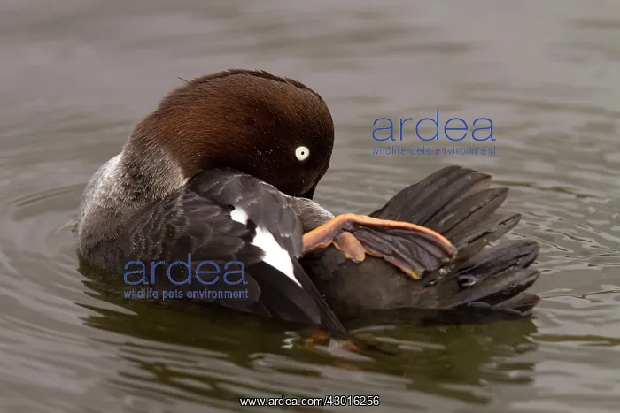  : Goldeneye female courtship display
