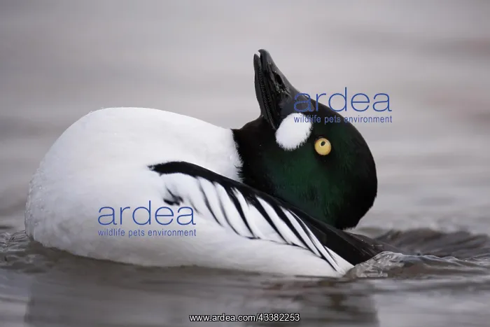 : Goldeneye adult male duck (Bucephala clangula) performing : Goldeneye adult male duck (Bucephala clangula) performing