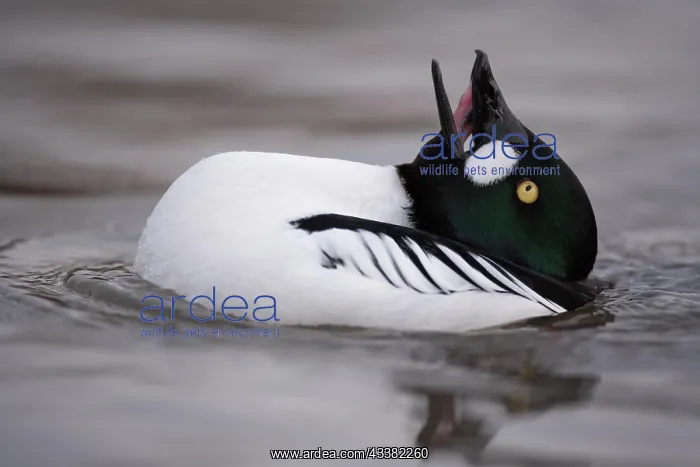 : Goldeneye adult male duck (Bucephala clangula) performing : Goldeneye adult male duck (Bucephala clangula) performing