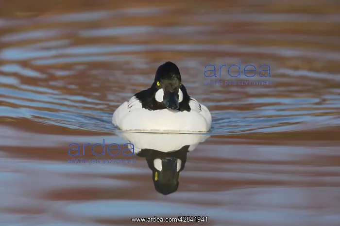  : Goldeneye - Drake