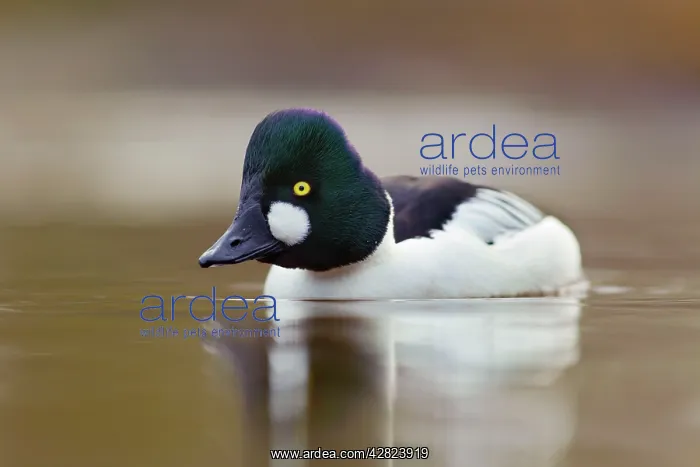 : Goldeneye - drake in winter : Goldeneye - drake in winter