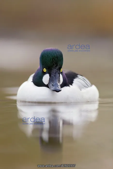 : Goldeneye - drake in winter : Goldeneye - drake in winter