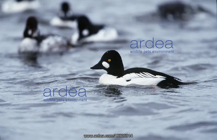 : GOLDENEYE DUCK - group on water : GOLDENEYE DUCK - group on water
