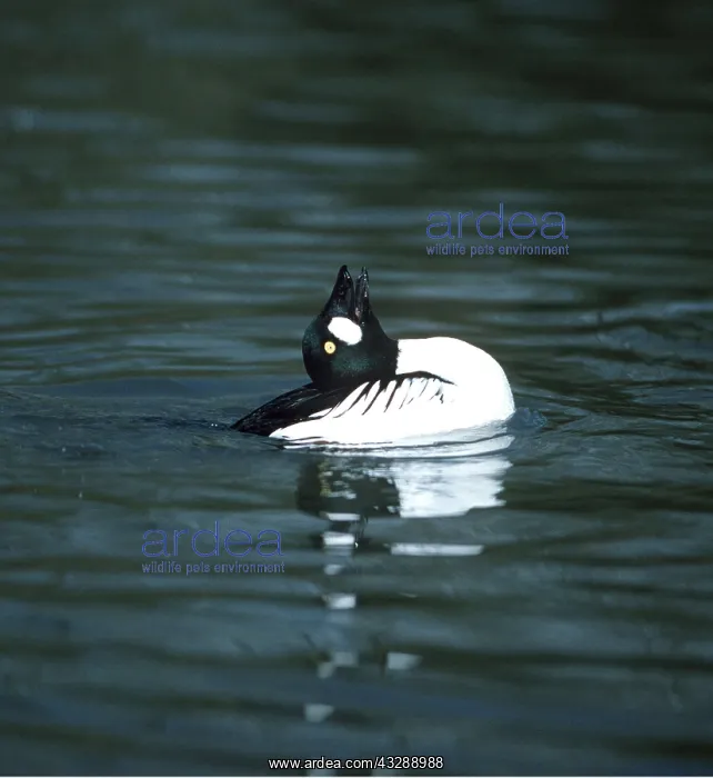 : Goldeneye Duck - with head back, displaying, on water : Goldeneye Duck - with head back, displaying, on water