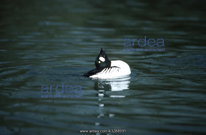  : GOLDENEYE DUCK - head back, displaying, on water