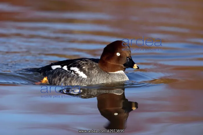 : Goldeneye - Female : Goldeneye - Female