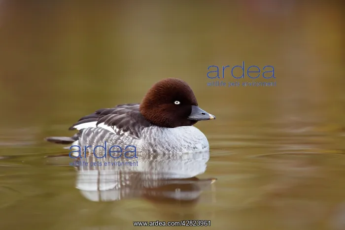 : Goldeneye - female in winter : Goldeneye - female in winter