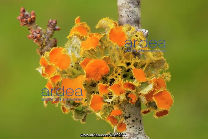 : Goldeneye Lichen - on blackthorn twig : Goldeneye Lichen - on blackthorn twig