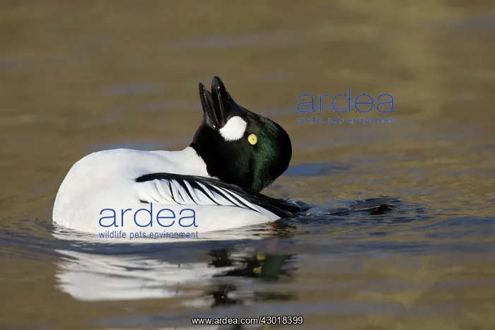 : Goldeneye male displaying winter : Goldeneye male displaying winter
