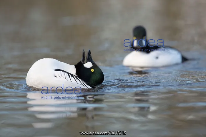 : Goldeneye male displaying winter : Goldeneye male displaying winter