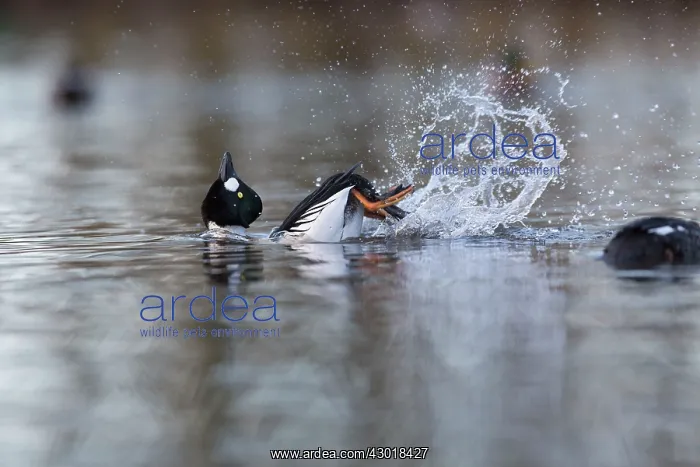 : Goldeneye male displaying winter : Goldeneye male displaying winter