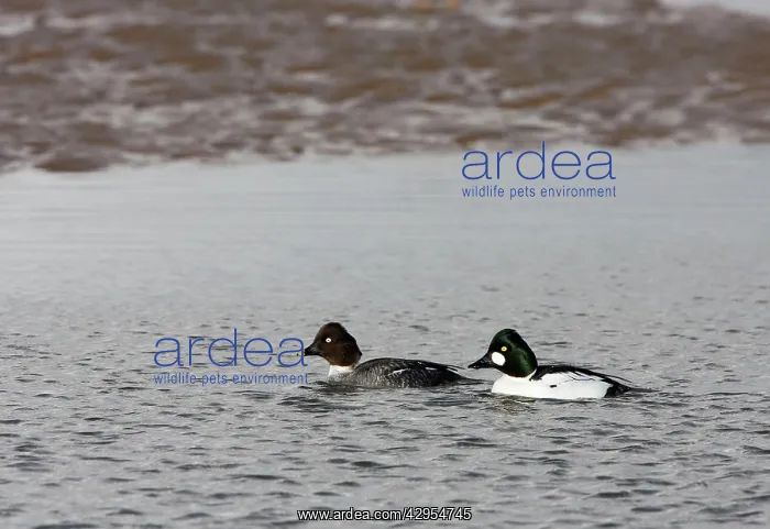 : Goldeneye -male and female swimming in shallow water : Goldeneye -male and female swimming in shallow water