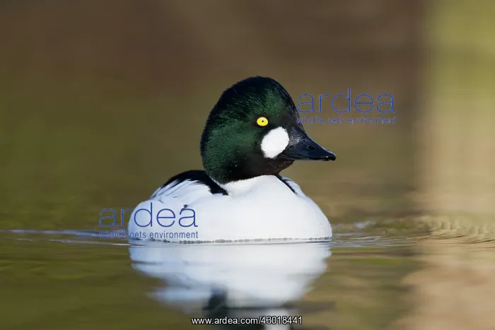 : Goldeneye male winter : Goldeneye male winter