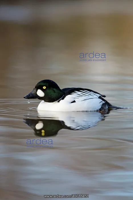  : Goldeneye male winter