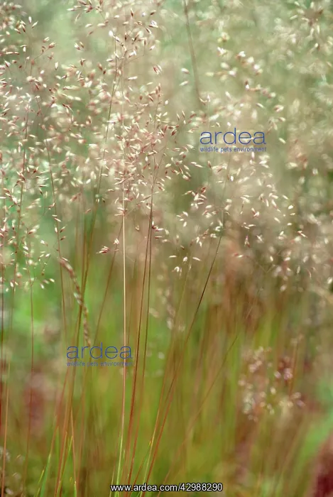 : Goldenfairygrass : Goldenfairygrass