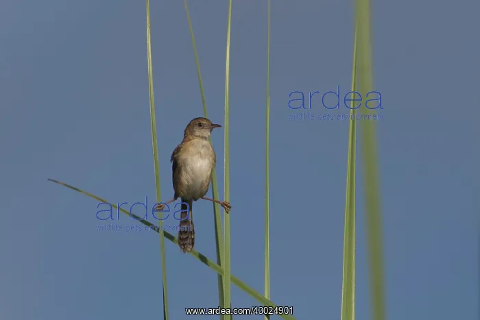 : Goldenheaded Cisticola clinging to two grass stems Pep : Goldenheaded Cisticola clinging to two grass stems Pep