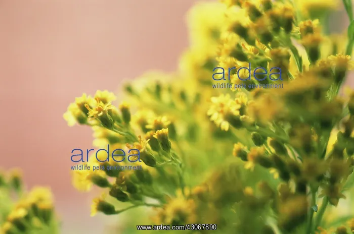 : Goldenrod, Solidago : Goldenrod, Solidago