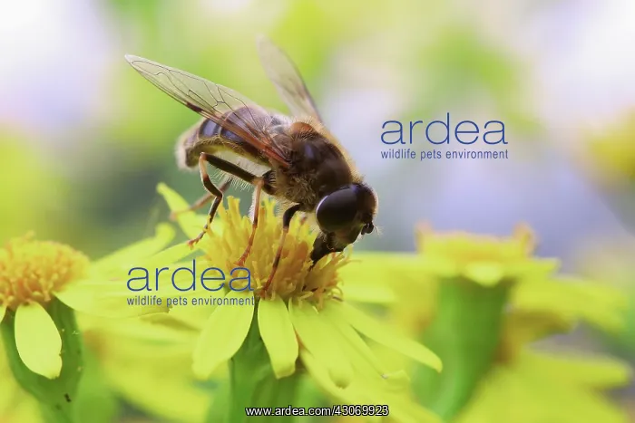 : Goldenrod, Solidago virgaurea : Goldenrod, Solidago virgaurea