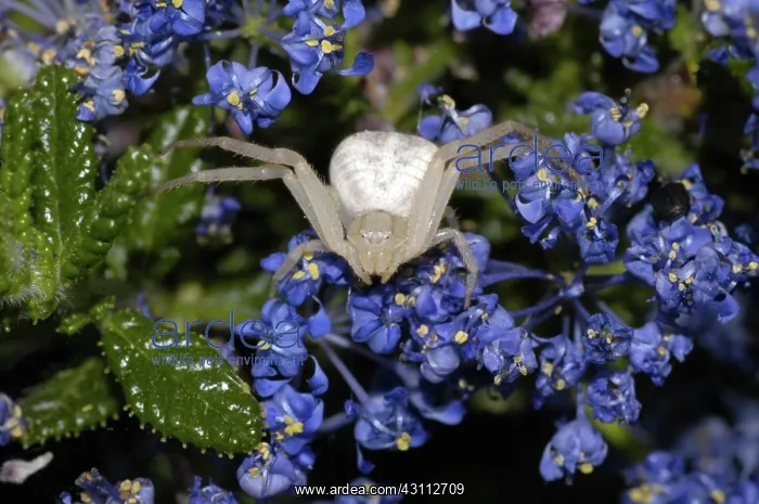  : Goldenrod Crab Spider