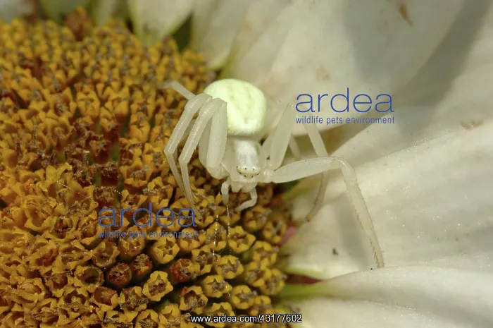 : Goldenrod Crab Spider : Goldenrod Crab Spider