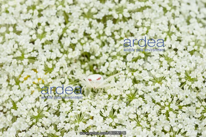 : Goldenrod crab spider or flower crab spider (Misumena : Goldenrod crab spider or flower crab spider (Misumena