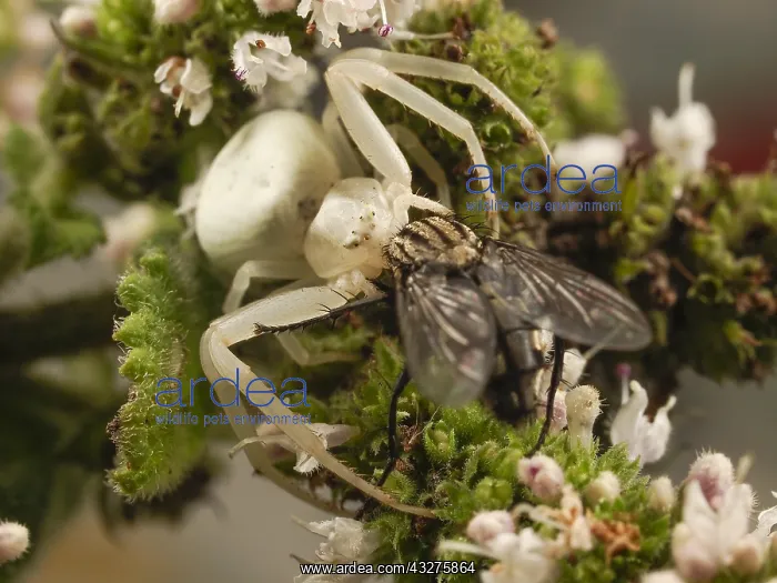 : Goldenrod Crab Spider (Misuma vatia) has catche : Goldenrod Crab Spider (Misuma vatia) has catche