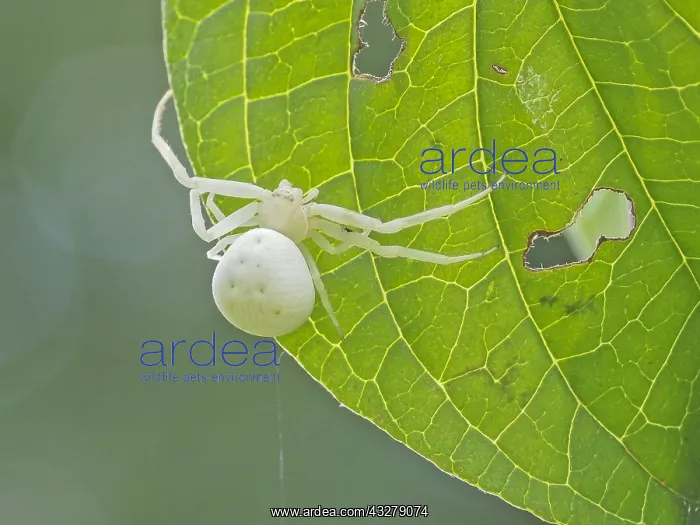 : Goldenrod Crab Spider (Misumena vatia) climbing : Goldenrod Crab Spider (Misumena vatia) climbing