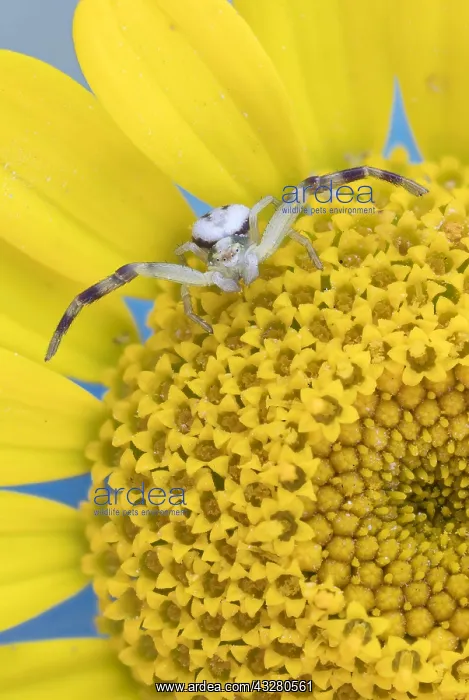 : Goldenrod crab spider (Misumena vatia), on flower : Goldenrod crab spider (Misumena vatia), on flower