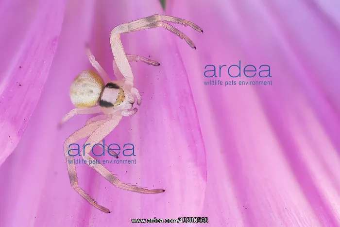 : Goldenrod crab spider (Misumena vatia) on flower : Goldenrod crab spider (Misumena vatia) on flower